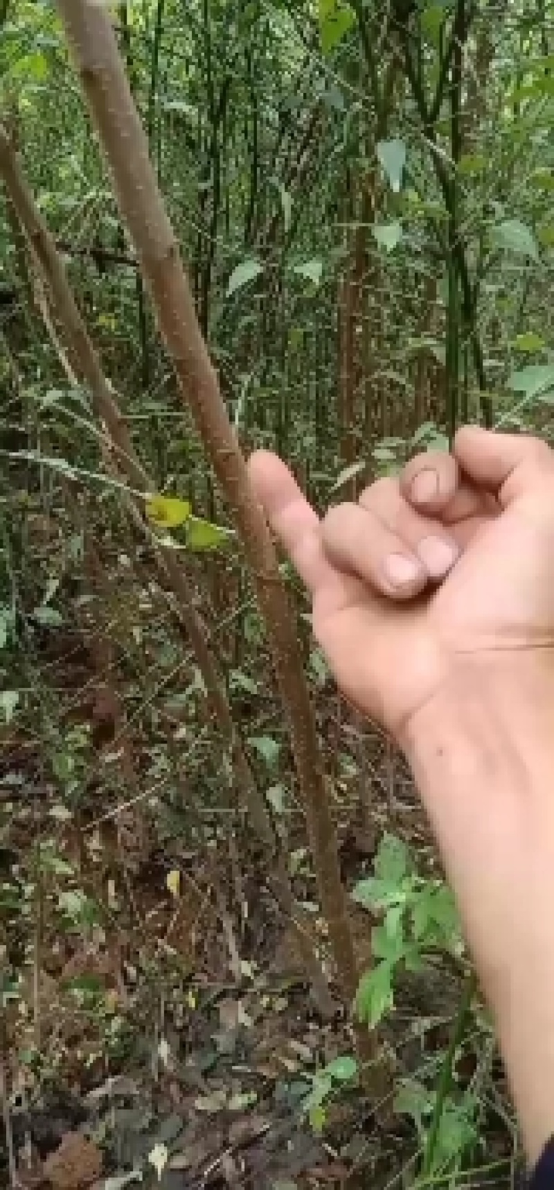 大量出售忧质青梅苗，三年苗1块钱一棵，量大从优