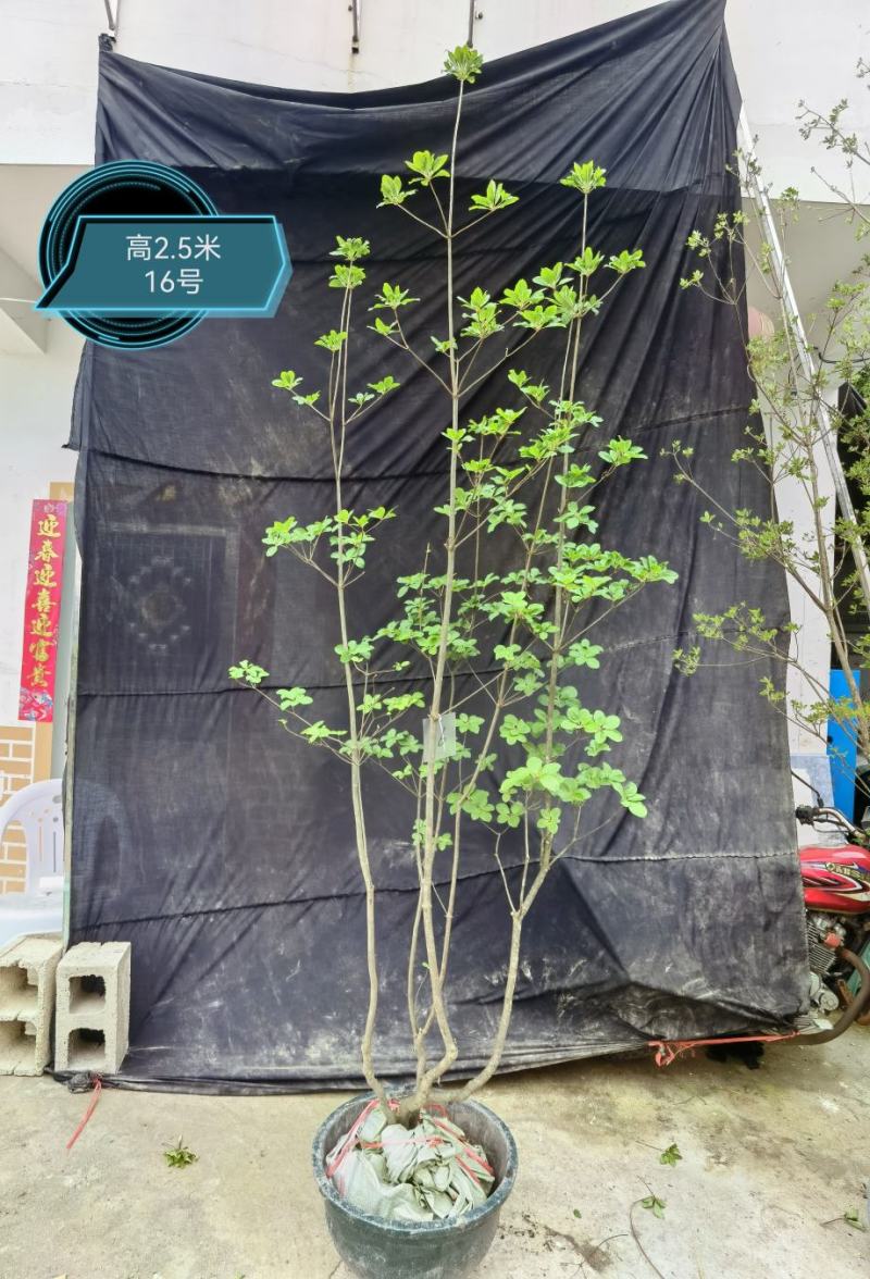 日本精品吊钟花