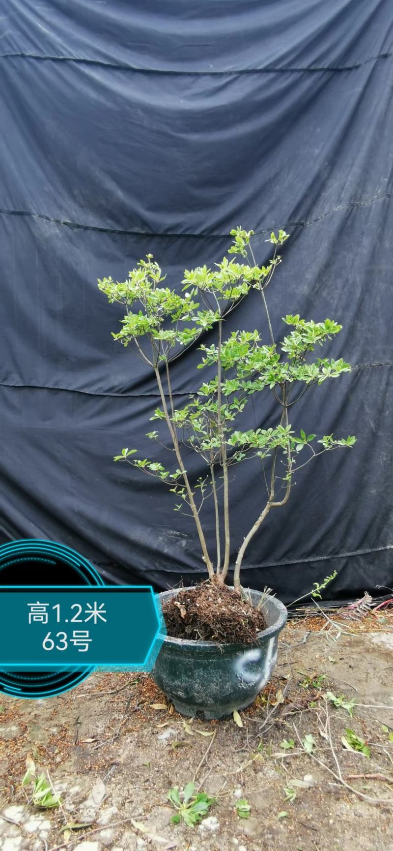 日本精品吊钟花
