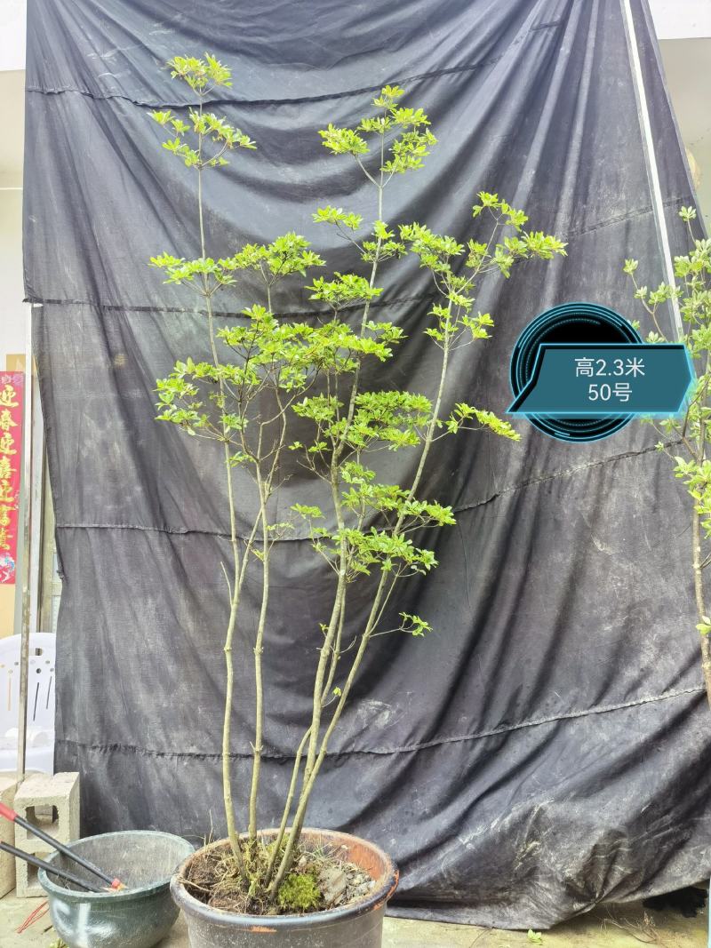 日本精品吊钟花