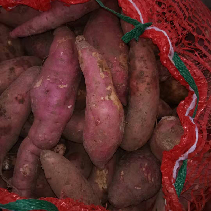 【龙薯】龙薯九号养殖红薯饲料红薯加工厂红薯欢迎咨询