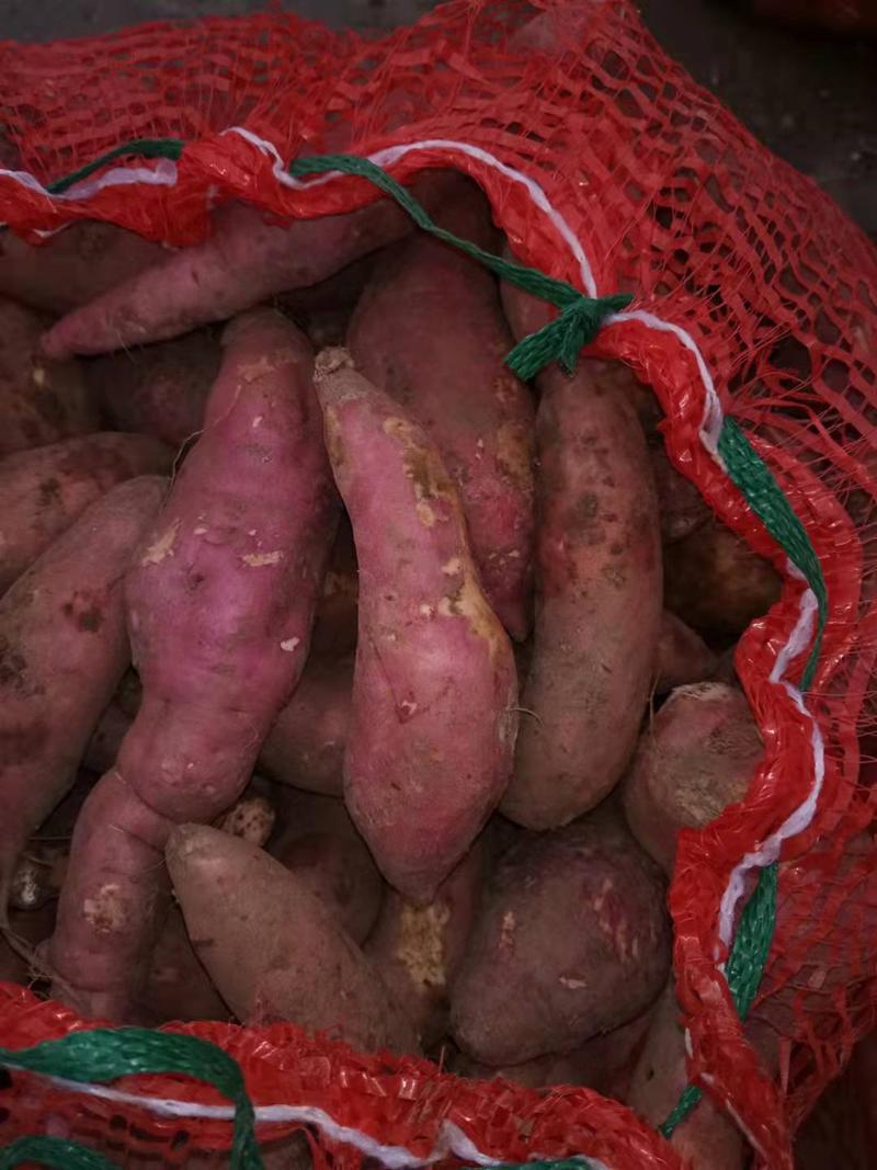【龙薯】龙薯九号养殖红薯饲料红薯加工厂红薯欢迎咨询