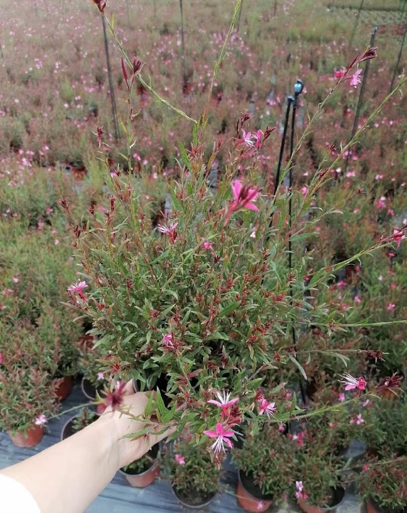 千鸟花双色杯出售开花千鸟花基地直销千鸟花报价