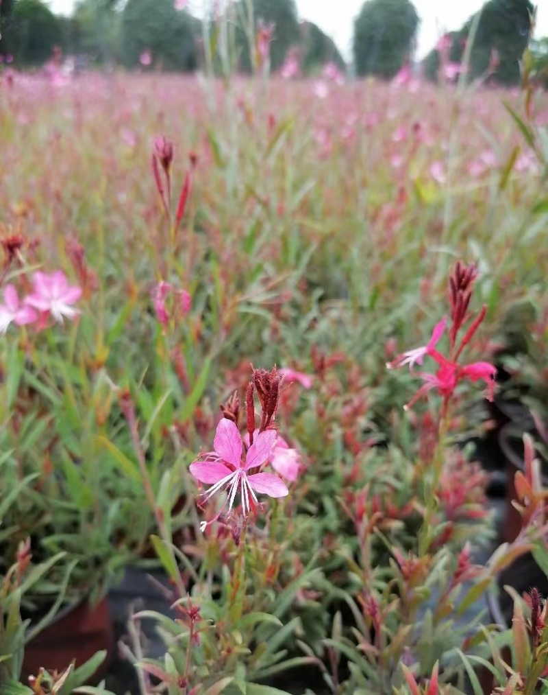 千鸟花双色杯出售开花千鸟花基地直销千鸟花报价