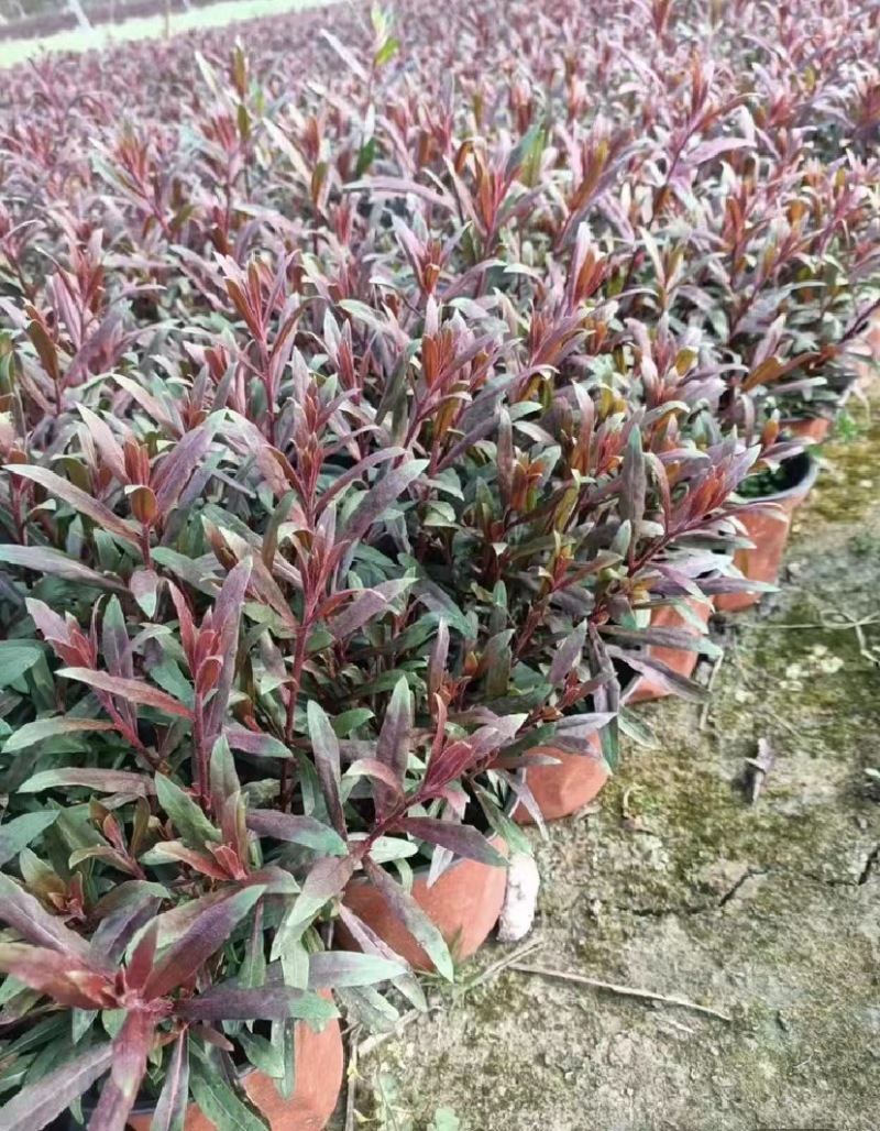 千鸟花双色杯出售开花千鸟花基地直销千鸟花报价