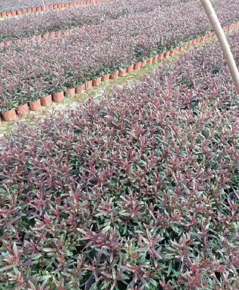 千鸟花双色杯出售开花千鸟花基地直销千鸟花报价