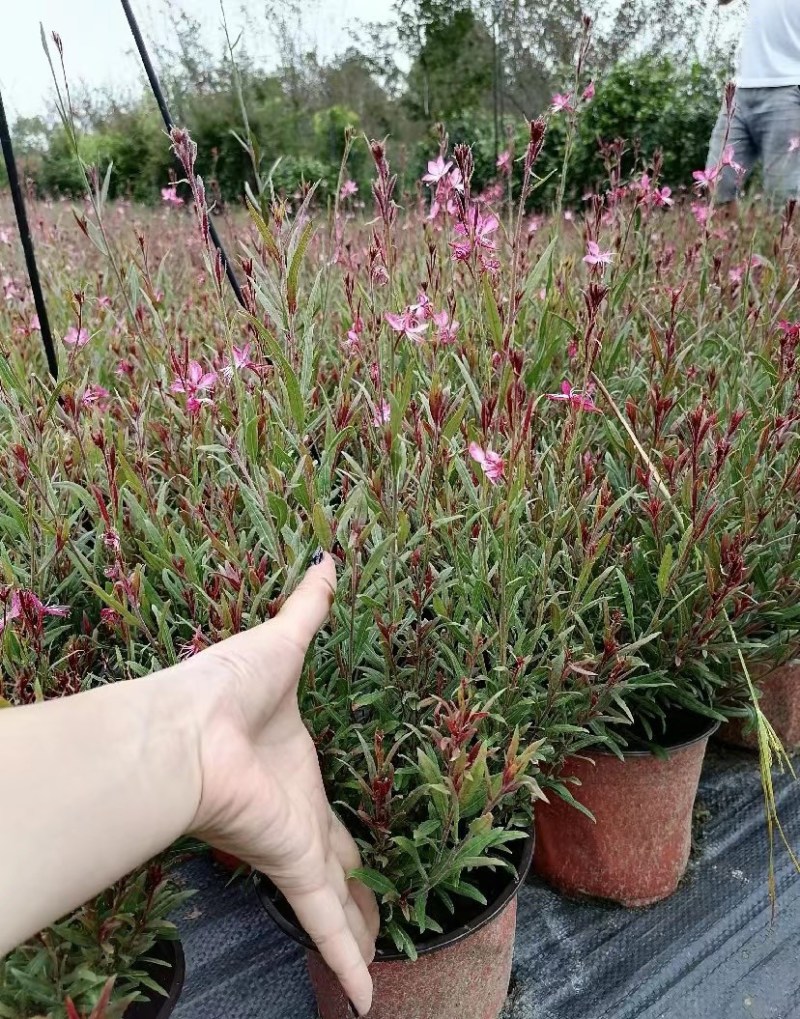 千鸟花双色杯出售开花千鸟花基地直销千鸟花报价