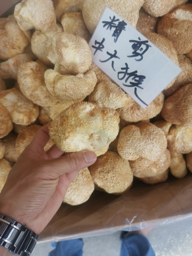 精剪头【中大个】猴头菇无硫干净非常香味道纯正【靓】