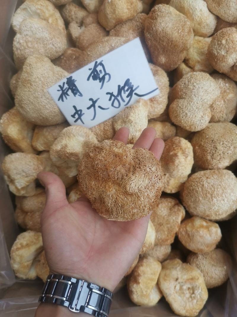 精剪头【中大个】猴头菇无硫干净非常香味道纯正【靓】