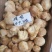 精剪头【中大个】猴头菇无硫干净非常香味道纯正【靓】