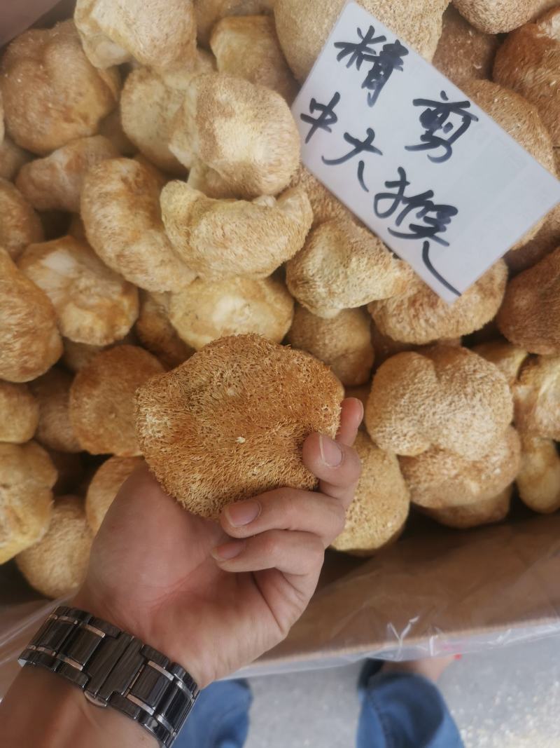 精剪头【中大个】猴头菇无硫干净非常香味道纯正【靓】