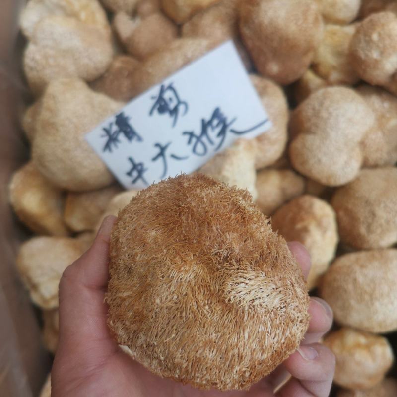 精剪头【中大个】猴头菇无硫干净非常香味道纯正【靓】