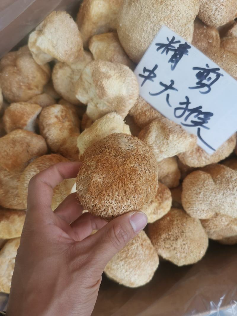 精剪头【中大个】猴头菇无硫干净非常香味道纯正【靓】