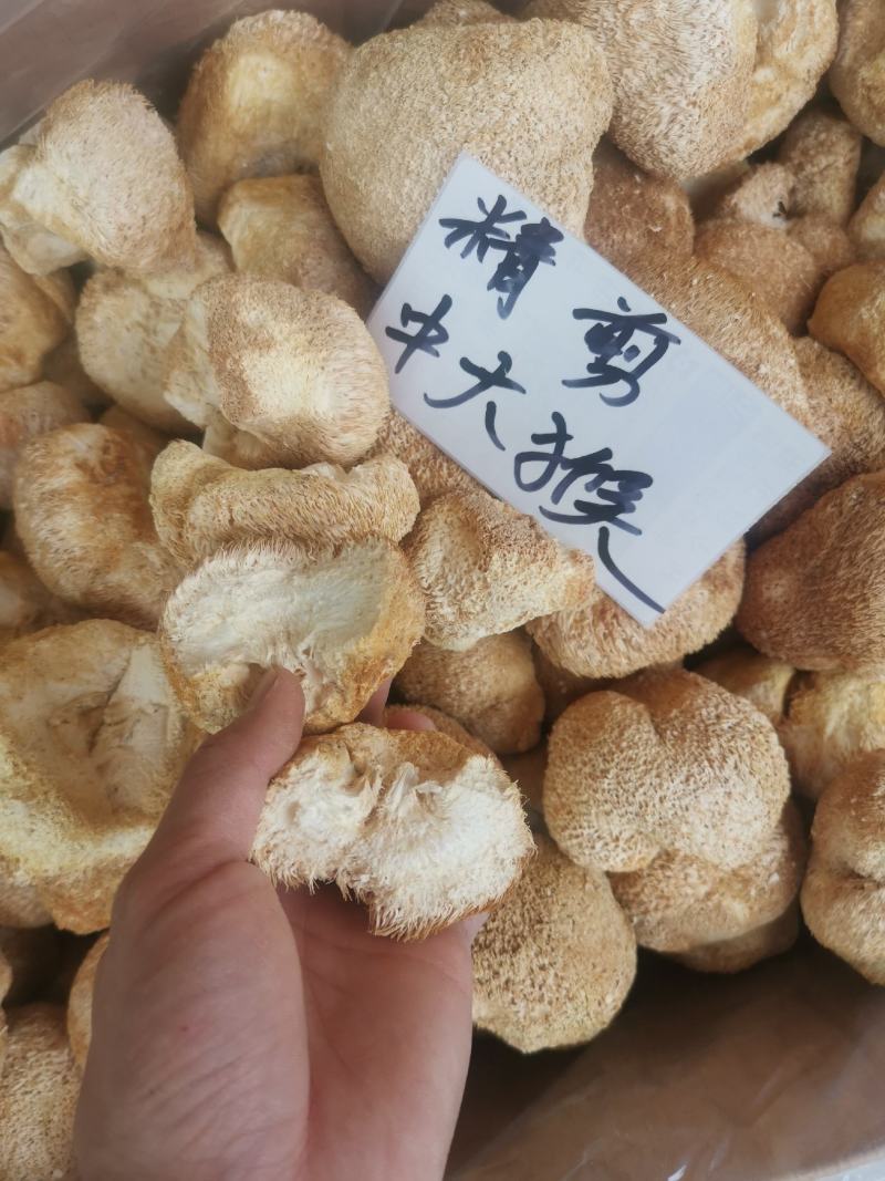精剪头【中大个】猴头菇无硫干净非常香味道纯正【靓】