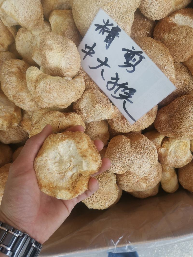 精剪头【中大个】猴头菇无硫干净非常香味道纯正【靓】