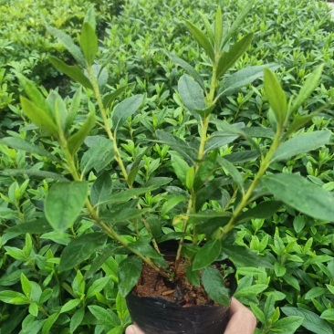 出售毛杜鹃大袋工程苗，基地直销