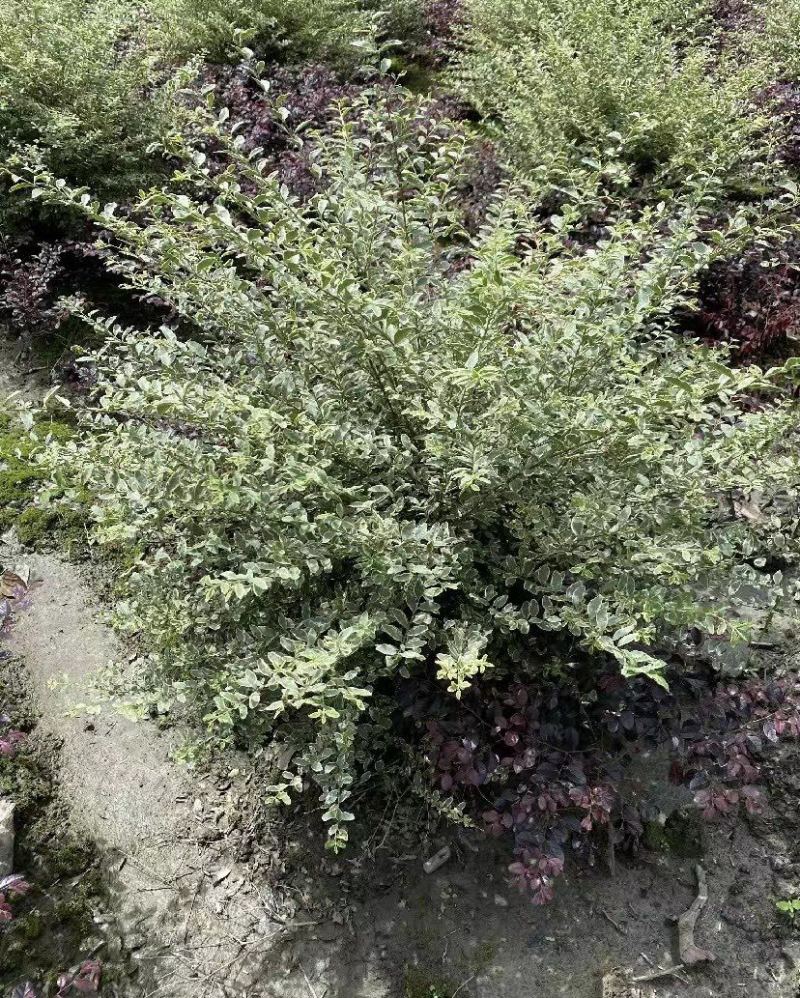 银姬小蜡球地笼子银姬小蜡高度45-55公分