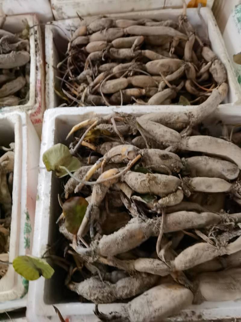 莲子种苗