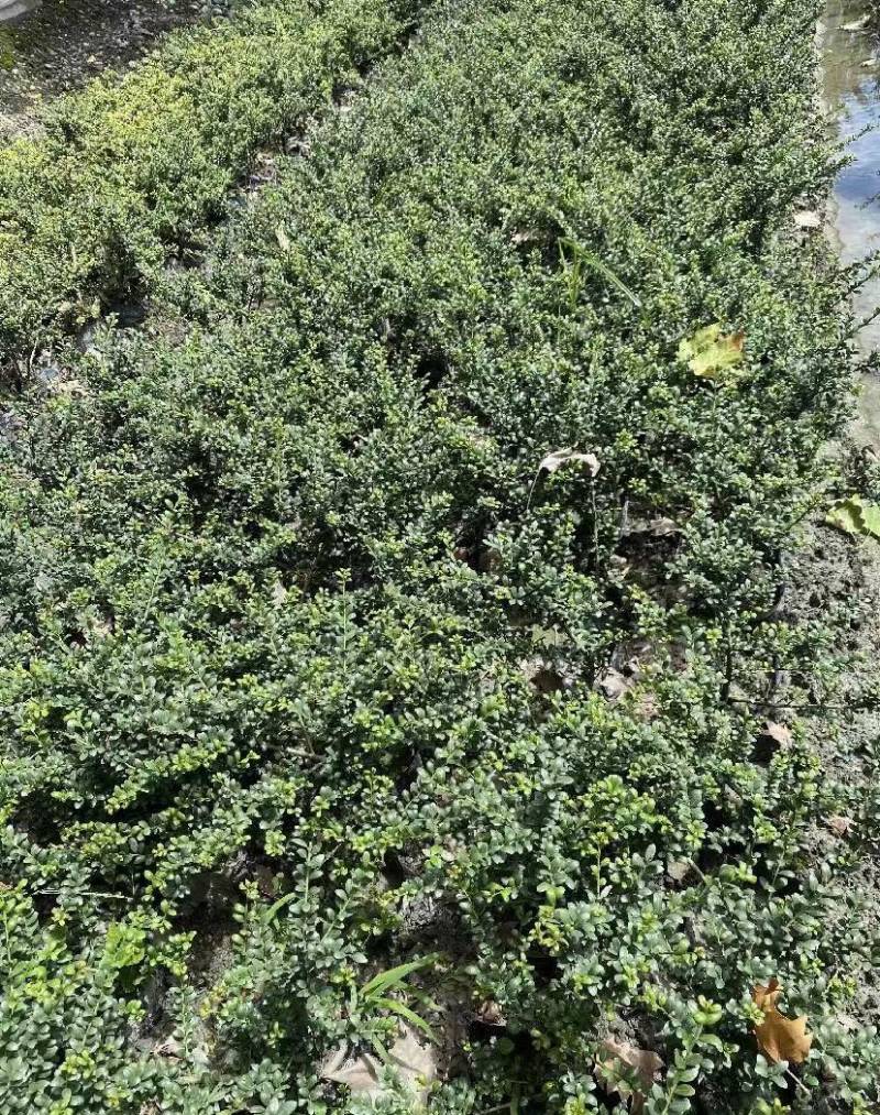 龟甲冬青杯苗高度25公分左右冠幅25-30公分基地