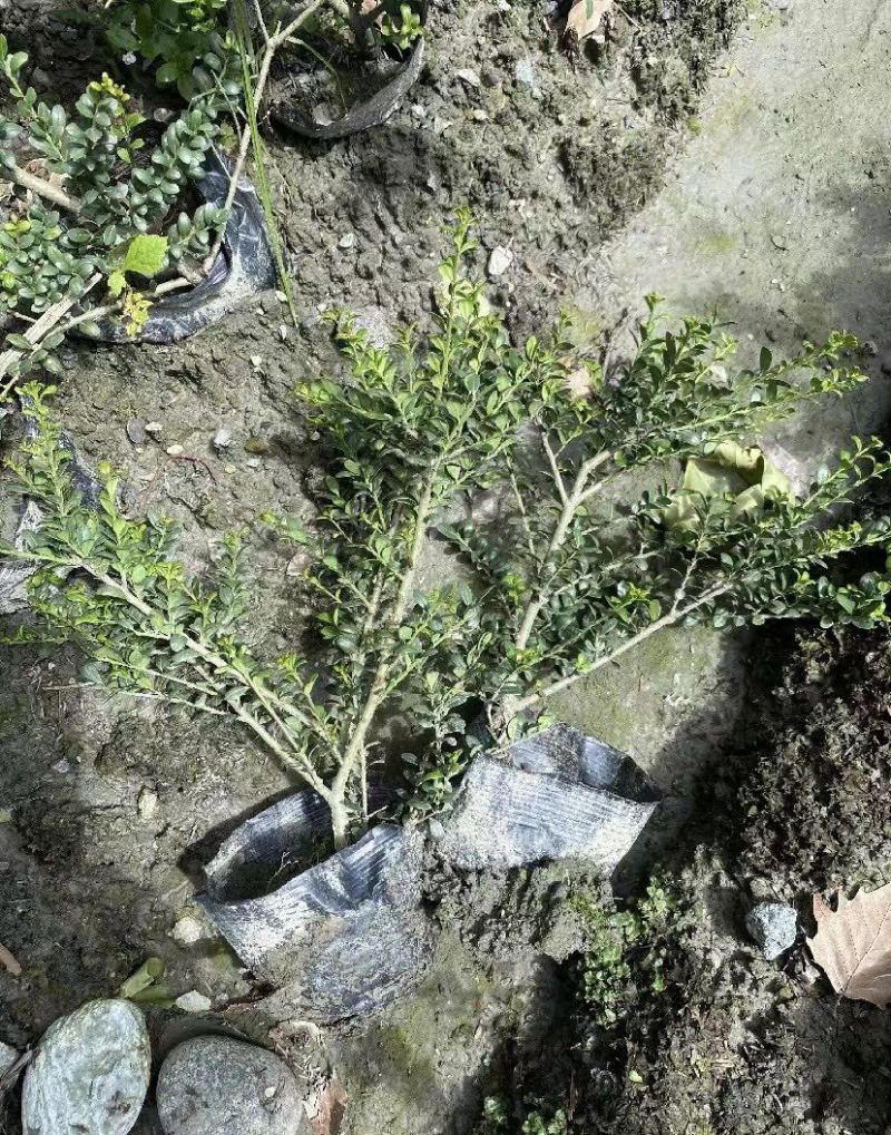 龟甲冬青杯苗高度25公分左右冠幅25-30公分基地