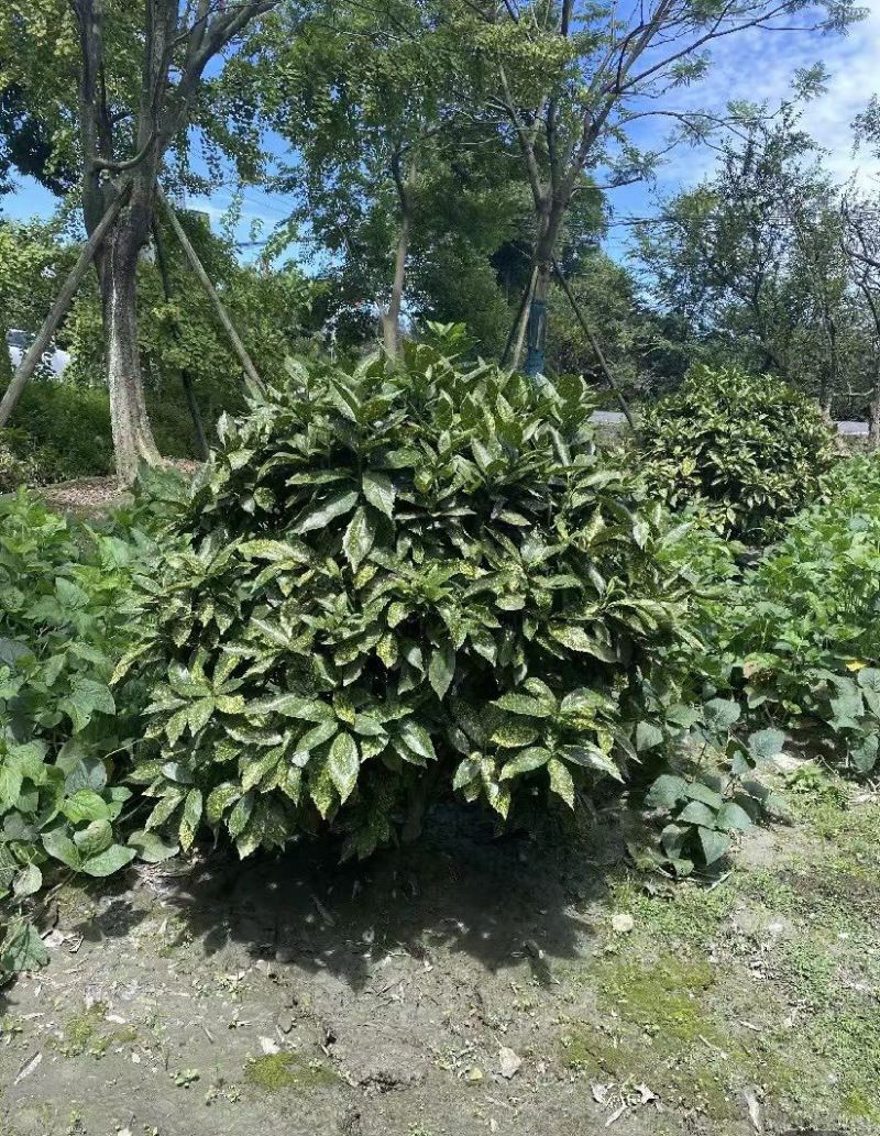 洒金珊瑚毛球1.5-1.8米冠幅的洒金珊瑚球私聊询价