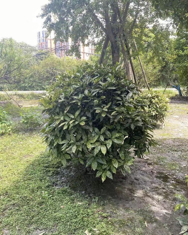 洒金珊瑚毛球1.5-1.8米冠幅的洒金珊瑚球私聊询价
