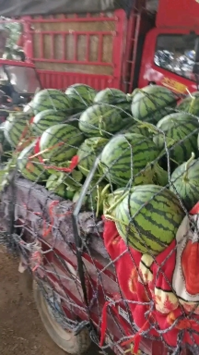 美都西瓜一茬瓜熟度好一万五千斤起批，