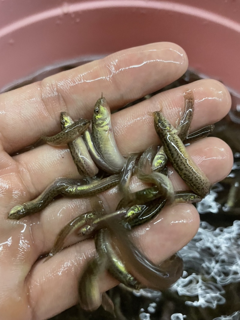 （精选优质一号）泥鳅苗台湾泥鳅送货上门保质保量