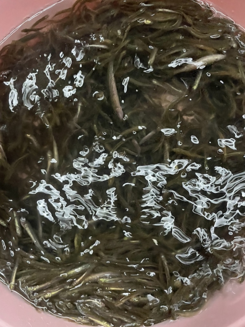 （精选优质一号）泥鳅苗台湾泥鳅送货上门保质保量