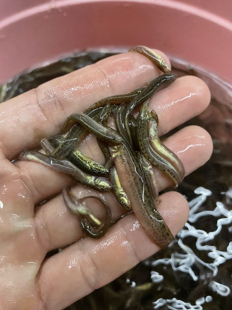 （精选优质一号）泥鳅苗台湾泥鳅送货上门保质保量