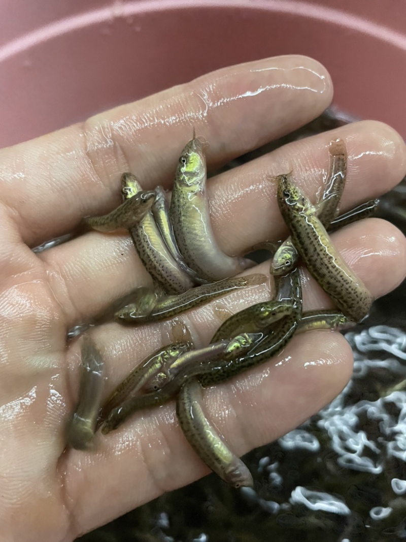 （精选优质一号）泥鳅苗台湾泥鳅送货上门保质保量