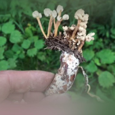 金蝉花新鲜货