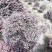 精品红继木球1.2米红继木精修球基地价报价私聊咨询