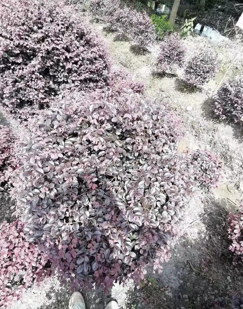精品红继木球1.2米红继木精修球基地价报价私聊咨询