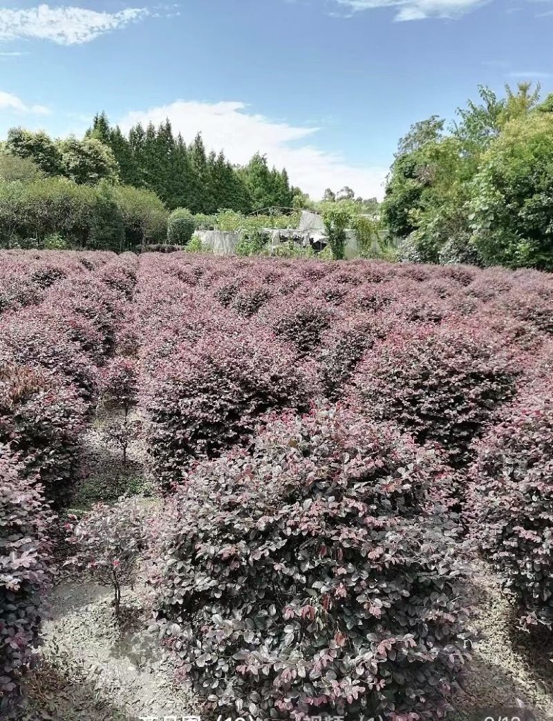精品红继木球1.2米红继木精修球基地价报价私聊咨询