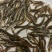 （精选优质一号）泥鳅苗台湾泥鳅送货上门保质保量