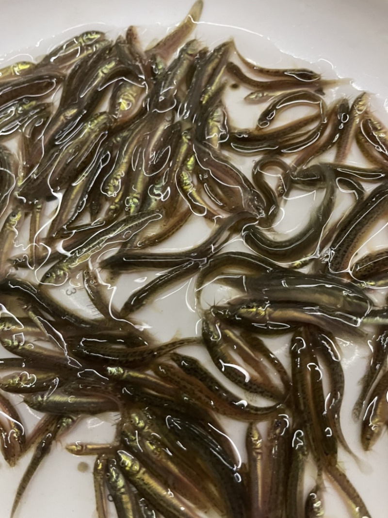 （精选优质一号）泥鳅苗台湾泥鳅送货上门保质保量