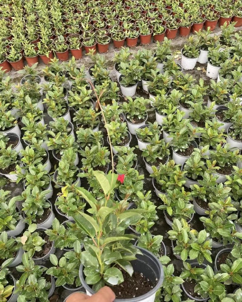 出售飘香藤盆花基地价的飘香藤飘香藤量大从优视频看货
