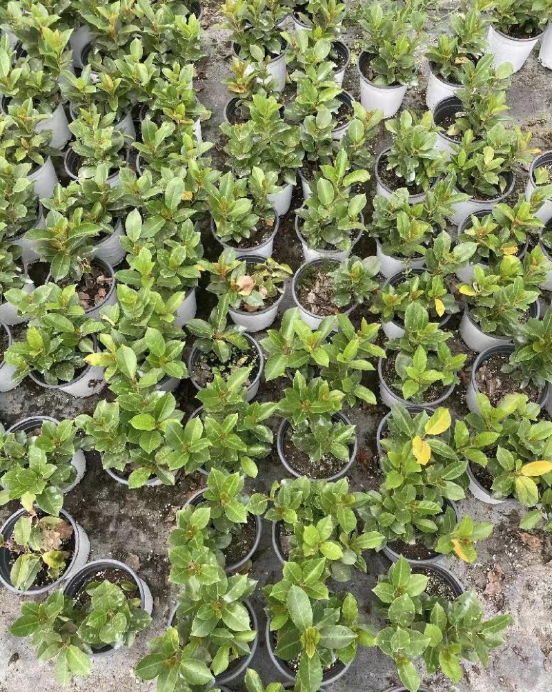 出售飘香藤盆花基地价的飘香藤飘香藤量大从优视频看货