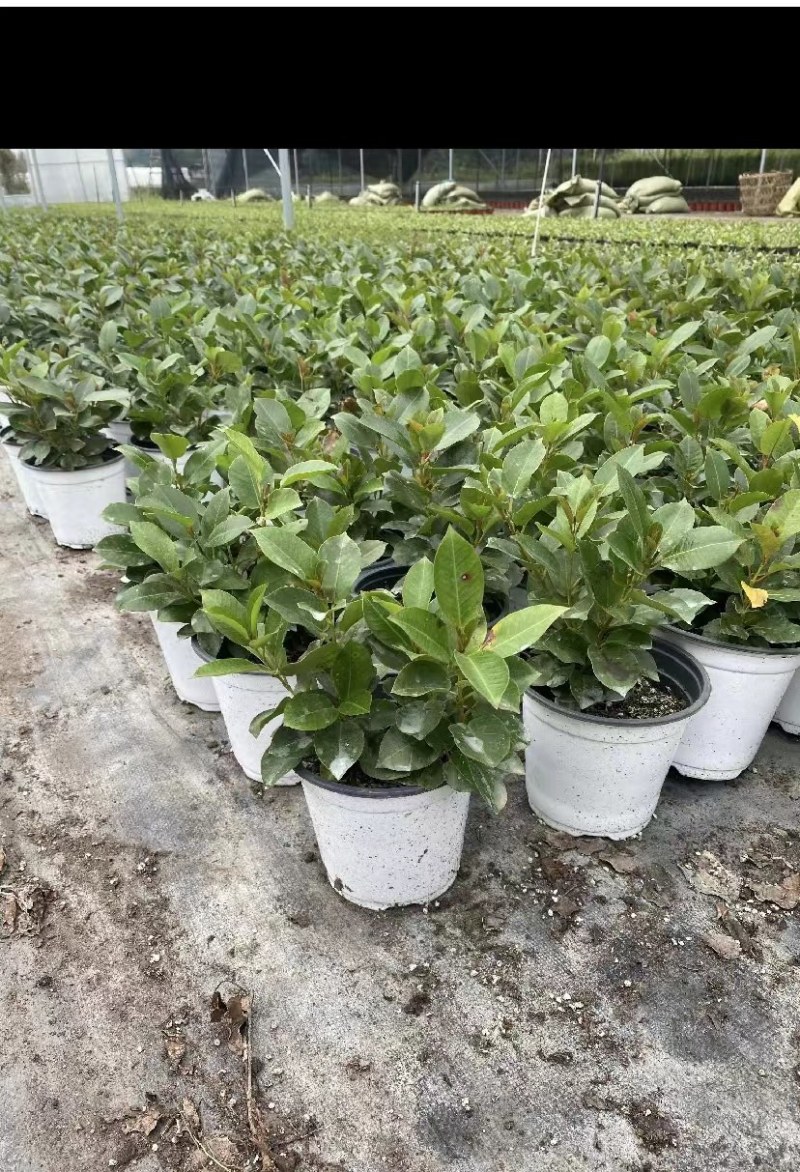 出售飘香藤盆花基地价的飘香藤飘香藤量大从优视频看货