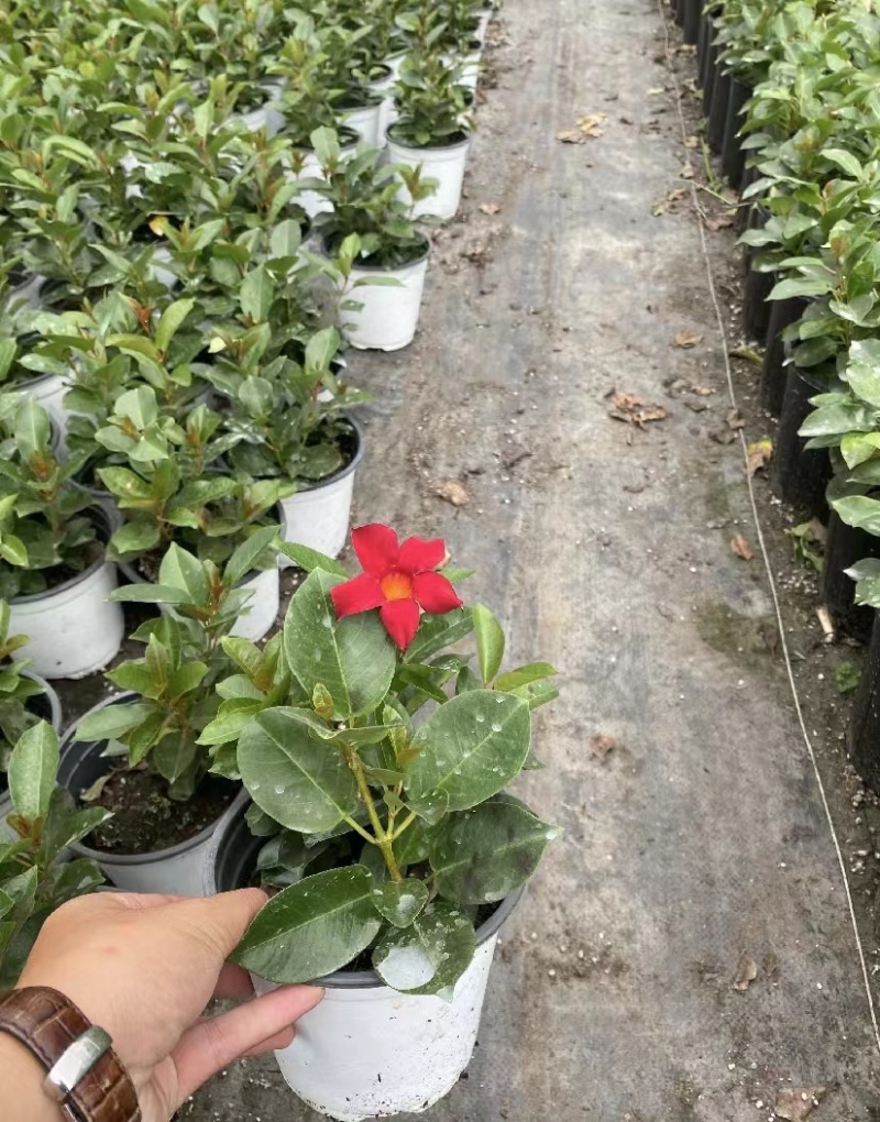 出售飘香藤盆花基地价的飘香藤飘香藤量大从优视频看货