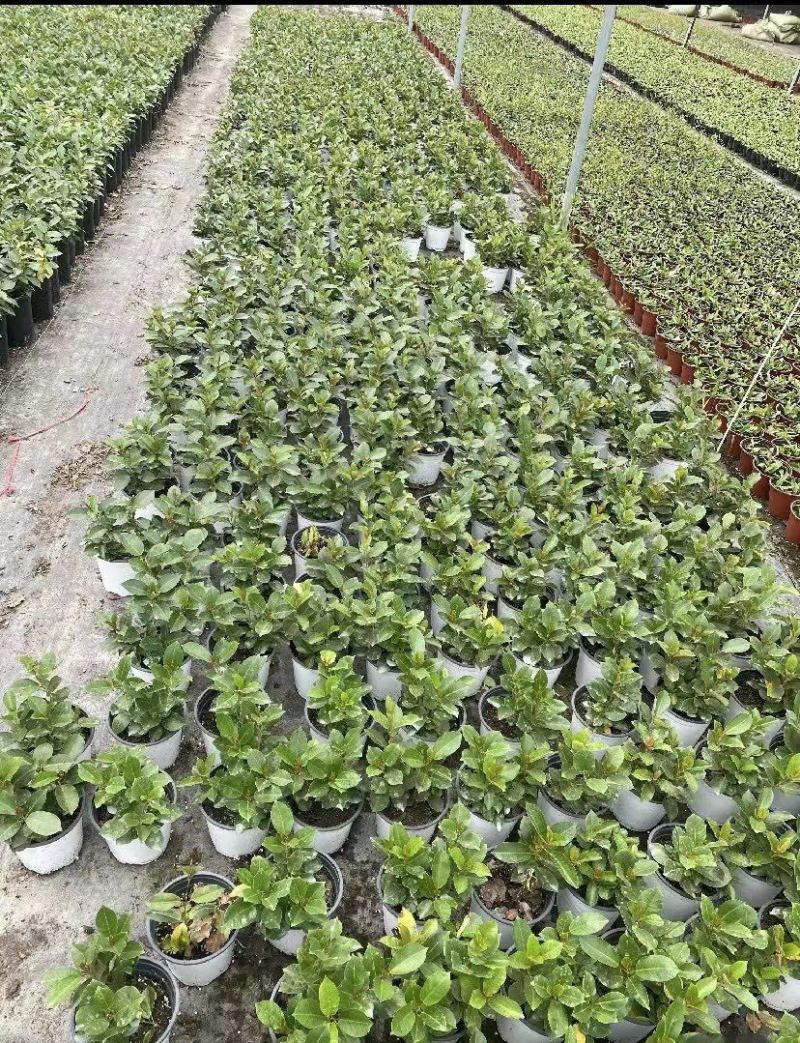 出售飘香藤盆花基地价的飘香藤飘香藤量大从优视频看货