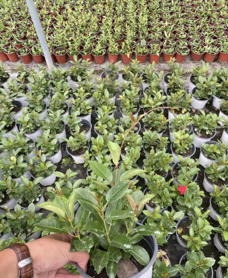 出售飘香藤盆花基地价的飘香藤飘香藤量大从优视频看货