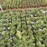 出售飘香藤盆花基地价的飘香藤飘香藤量大从优视频看货