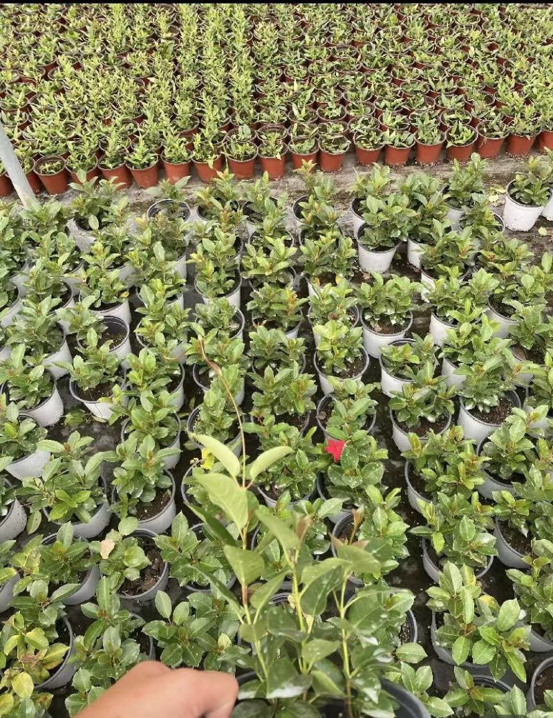 出售飘香藤盆花基地价的飘香藤飘香藤量大从优视频看货