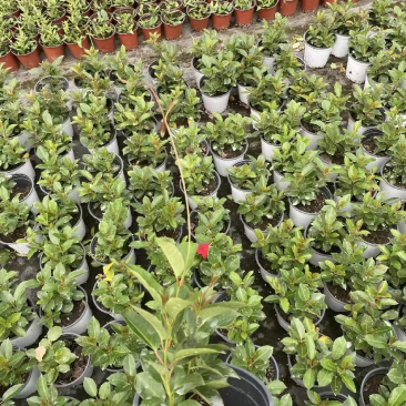 出售飘香藤盆花基地价的飘香藤飘香藤量大从优视频看货