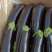 紫茄子，绿茄子，尖椒，圆椒