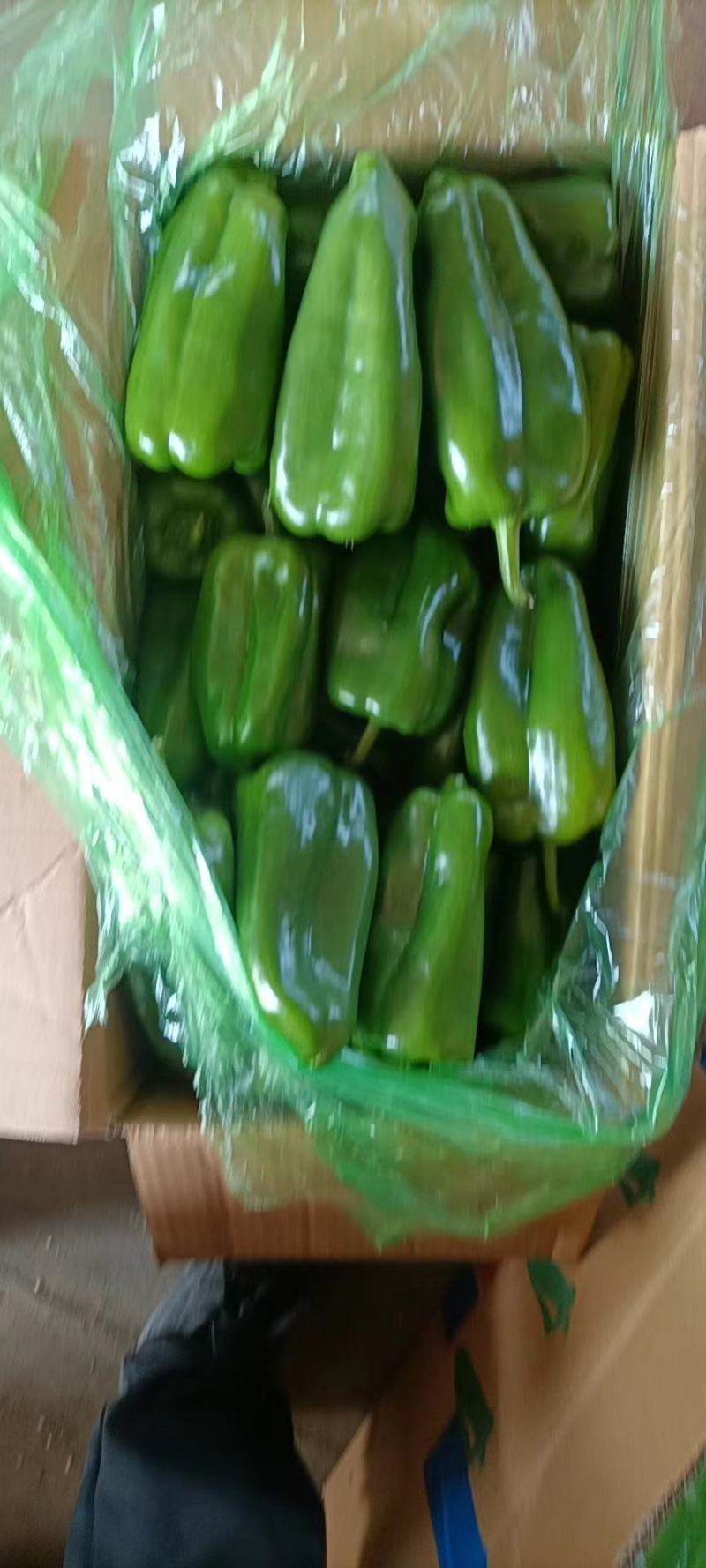 紫茄子，绿茄子，尖椒，圆椒