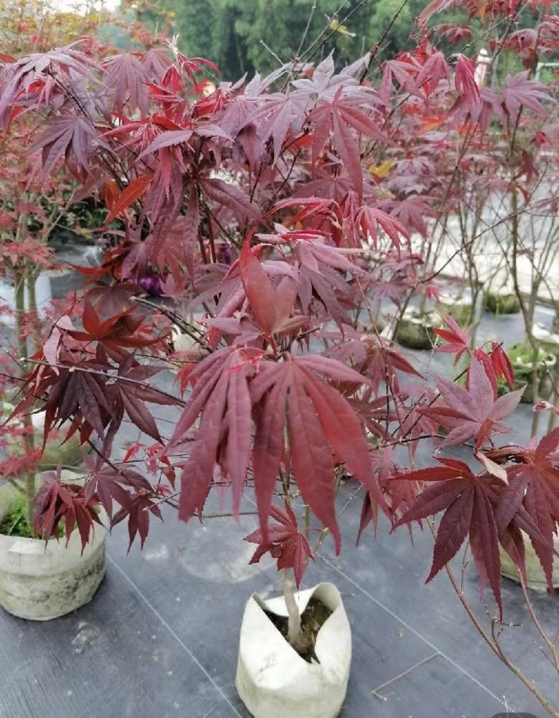 三季红枫袋苗出售杆粗3-5公分左右数量不多欢迎咨询了