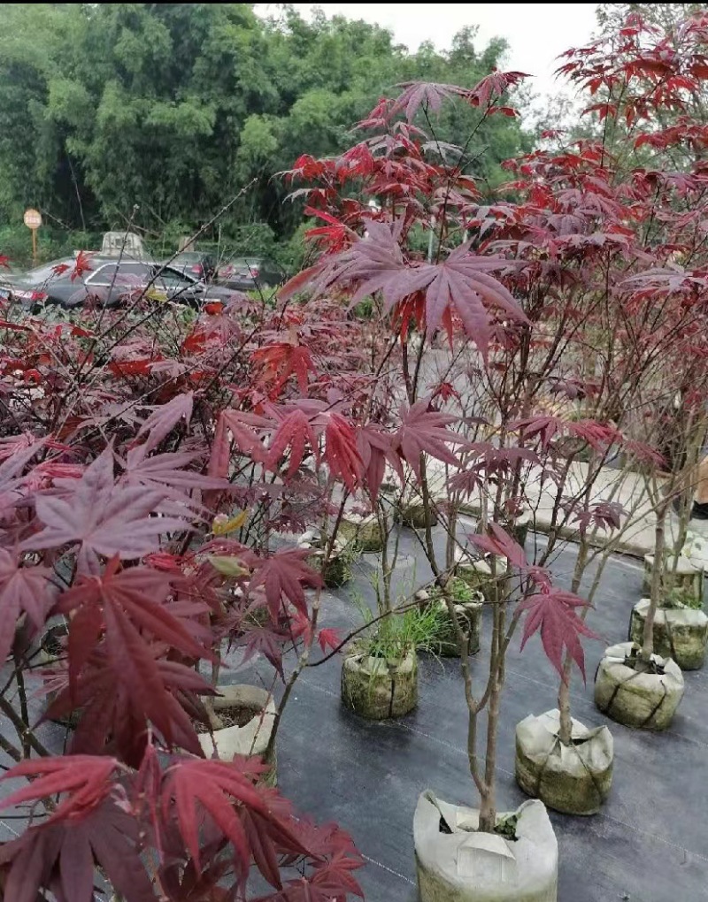 三季红枫袋苗出售杆粗3-5公分左右数量不多欢迎咨询了